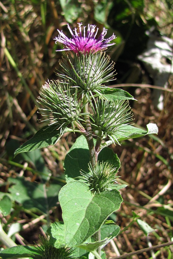 Image of Arctium minus specimen.