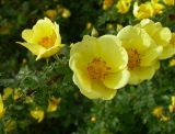 Rosa platyacantha