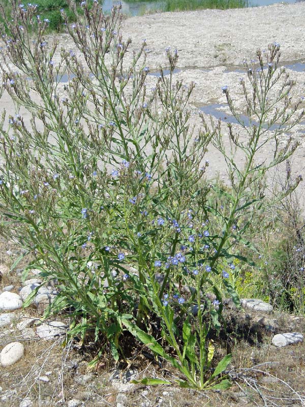 Image of Anchusa azurea specimen.