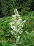Veratrum album