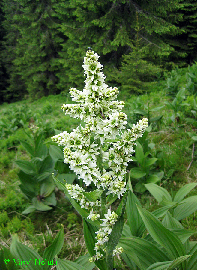 Image of Veratrum album specimen.