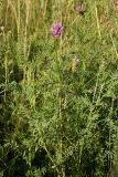 Astragalus onobrychis. Цветущее растение. Белгородская обл., окр. пос. Борисовка, ур. Острасьев яр. 08.07.2011.