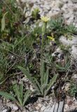 Leontodon asperrimus