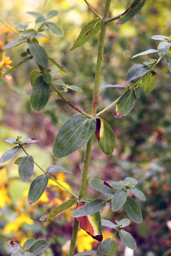 Изображение особи Hypericum perforatum.