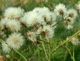 Senecio grandidentatus