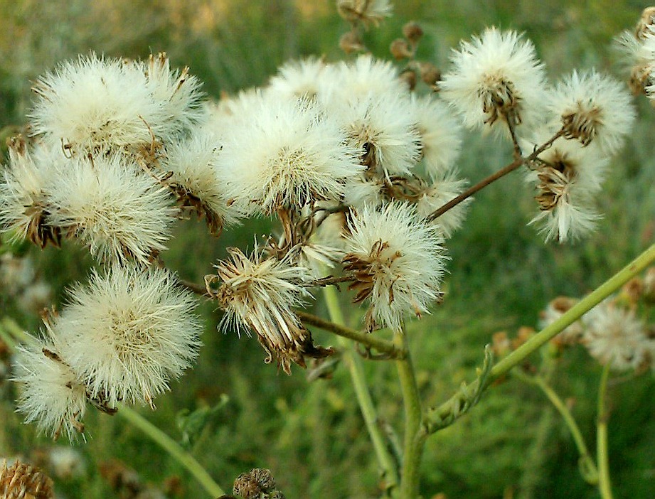 Image of Senecio grandidentatus specimen.