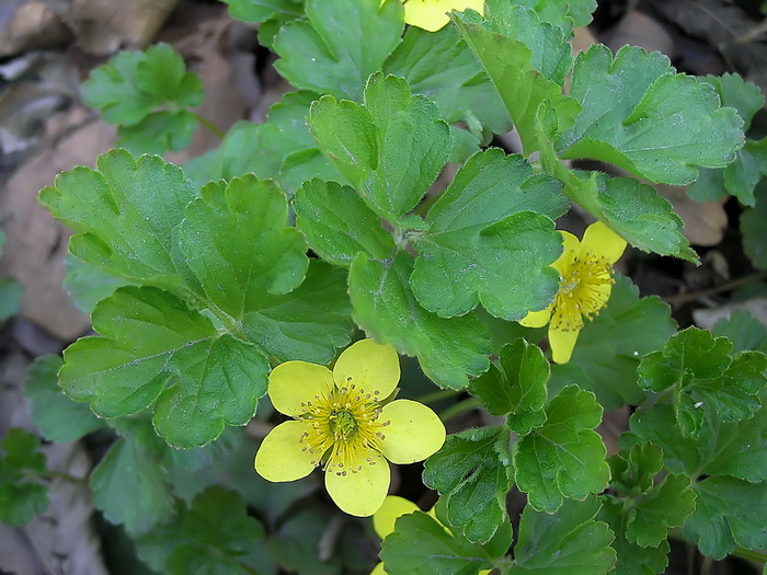 Изображение особи Waldsteinia ternata ssp. maximowicziana.