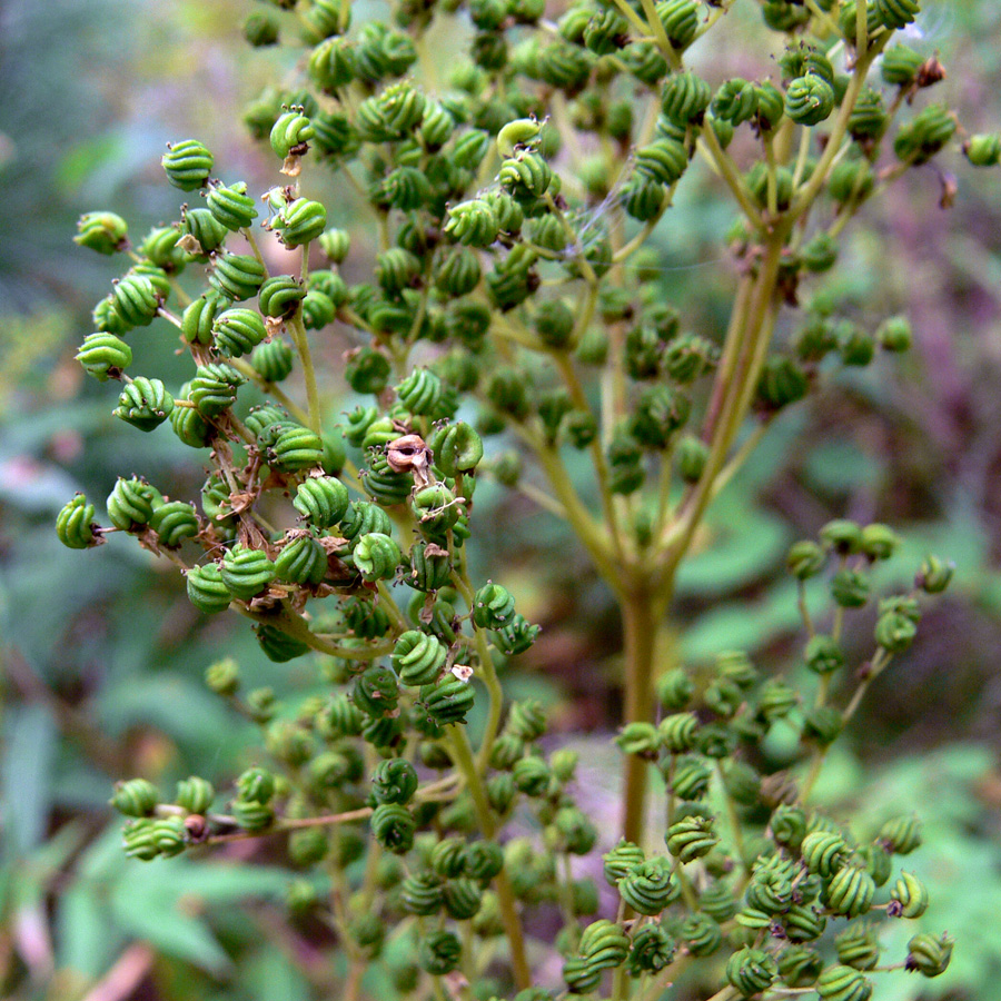 Image of Filipendula ulmaria specimen.