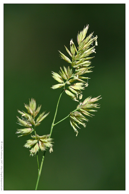 Image of Dactylis glomerata specimen.