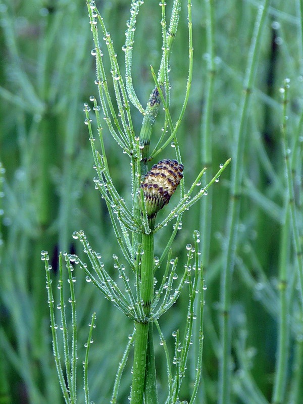 Изображение особи Equisetum fluviatile.