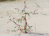 Persicaria lapathifolia. Цветущее растение. Латвия, Курземский край, западное побережье Рижского залива окр. пос. Упесгрива, дюны, пляж. 19 сентября 2009 г.