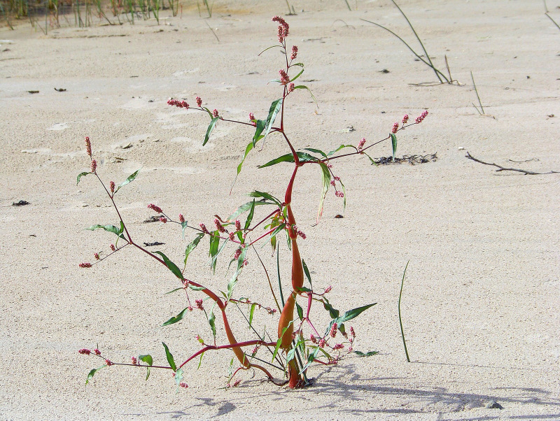 Image of Persicaria lapathifolia specimen.