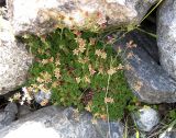 Saxifraga adenophora