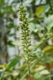 Setaria verticillata