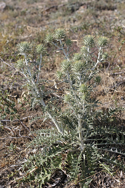 Image of Olgaea pectinata specimen.