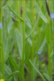 Anchusa thessala