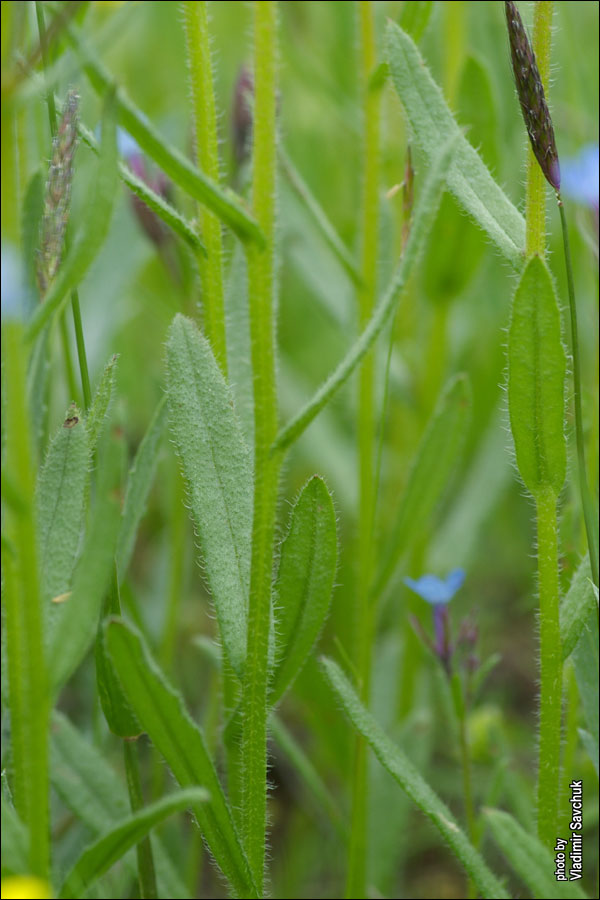 Image of Anchusa thessala specimen.