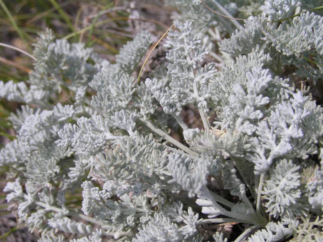 Изображение особи Artemisia schrenkiana.