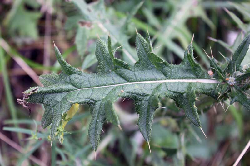 Image of Cirsium vulgare specimen.