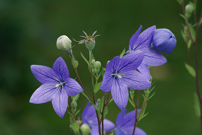 Image of Platycodon grandiflorus specimen.