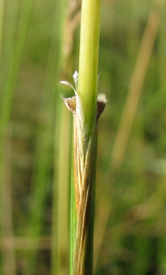 Image of Calamagrostis neglecta specimen.