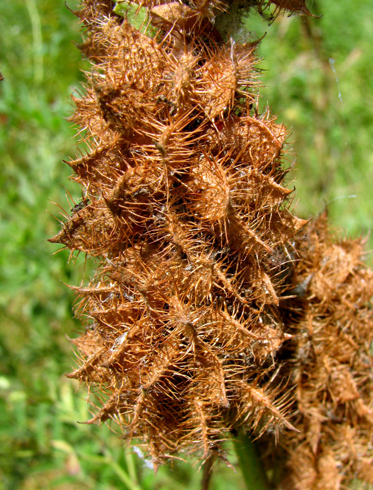 Image of Glycyrrhiza foetidissima specimen.