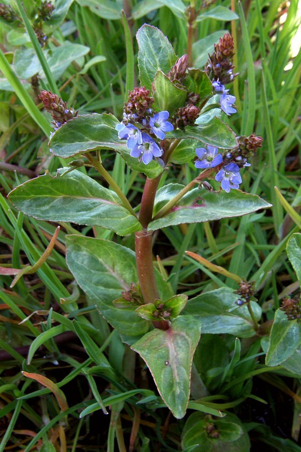 Image of Veronica beccabunga specimen.