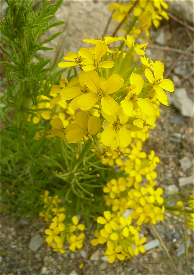 Изображение особи Erysimum callicarpum.