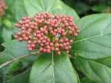 Viburnum tinus. Нераспустившееся соцветие. Крым, Ялта, в культуре. 24 января 2012 г.