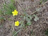 Ranunculus polyrhizos