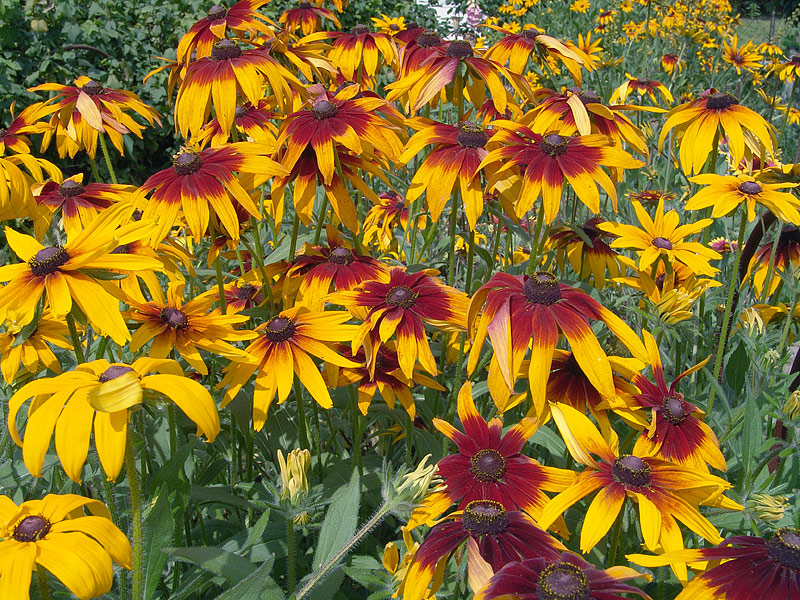 Image of Rudbeckia hirta specimen.