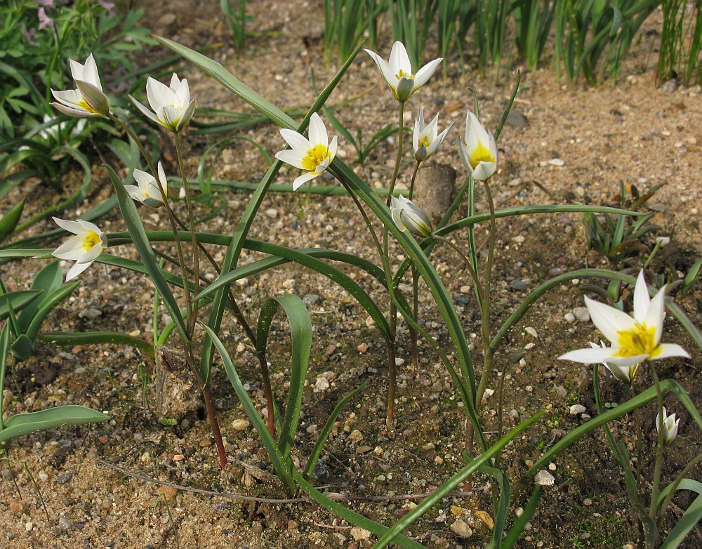 Изображение особи Tulipa biflora.