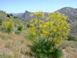 Ferula penninervis