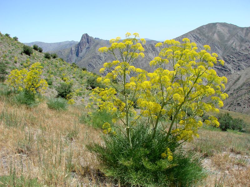 Изображение особи Ferula penninervis.