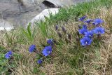 Gentiana dshimilensis