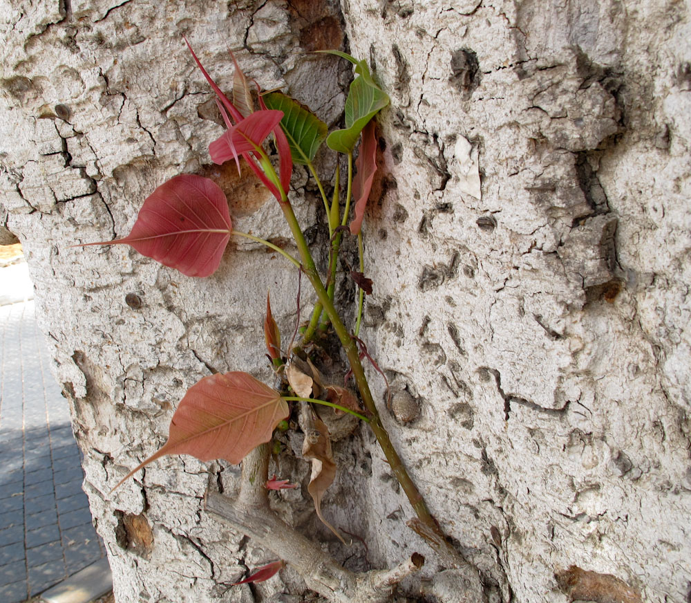 Image of Ficus religiosa specimen.