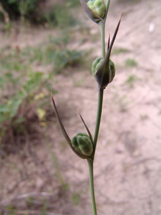 Изображение особи Gladiolus italicus.