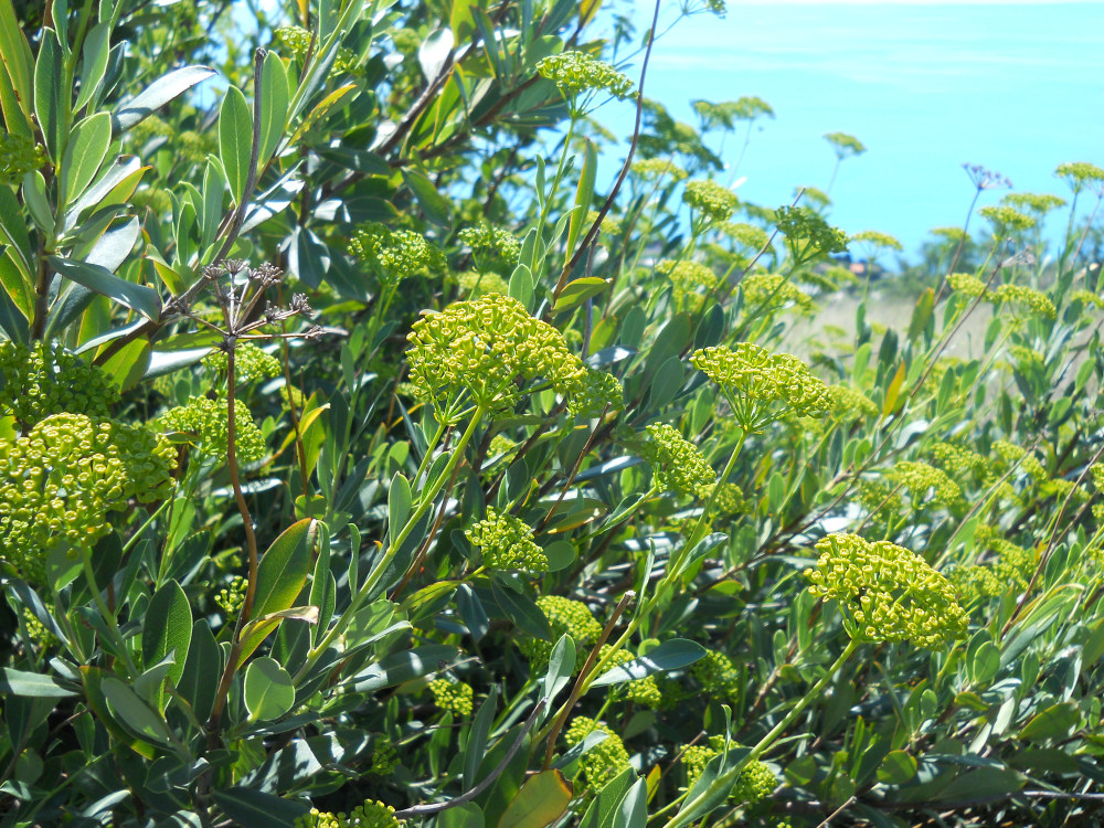 Image of Bupleurum fruticosum specimen.