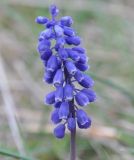 Muscari neglectum