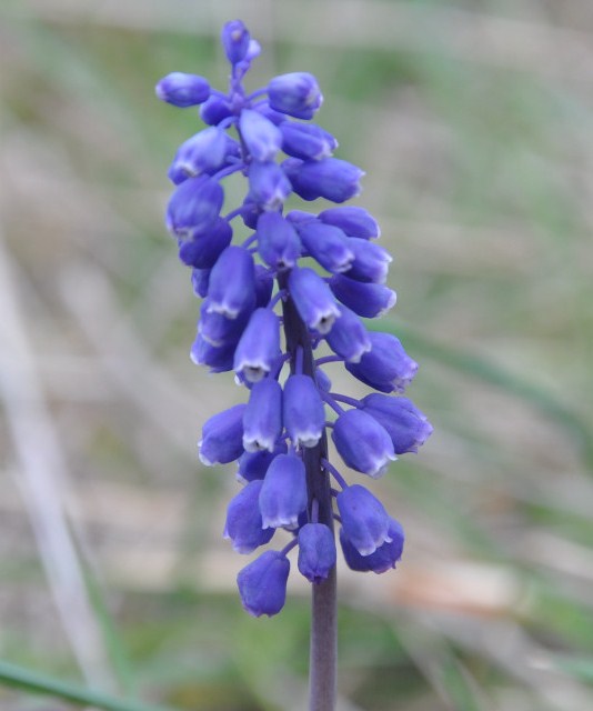 Image of Muscari neglectum specimen.