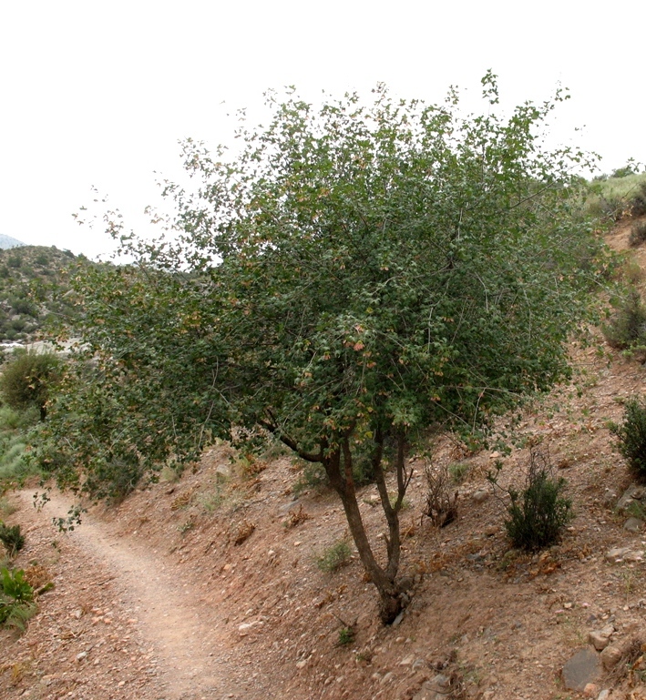 Image of Acer pubescens specimen.