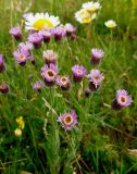 Erigeron orientalis