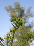 Senecio macrophyllus