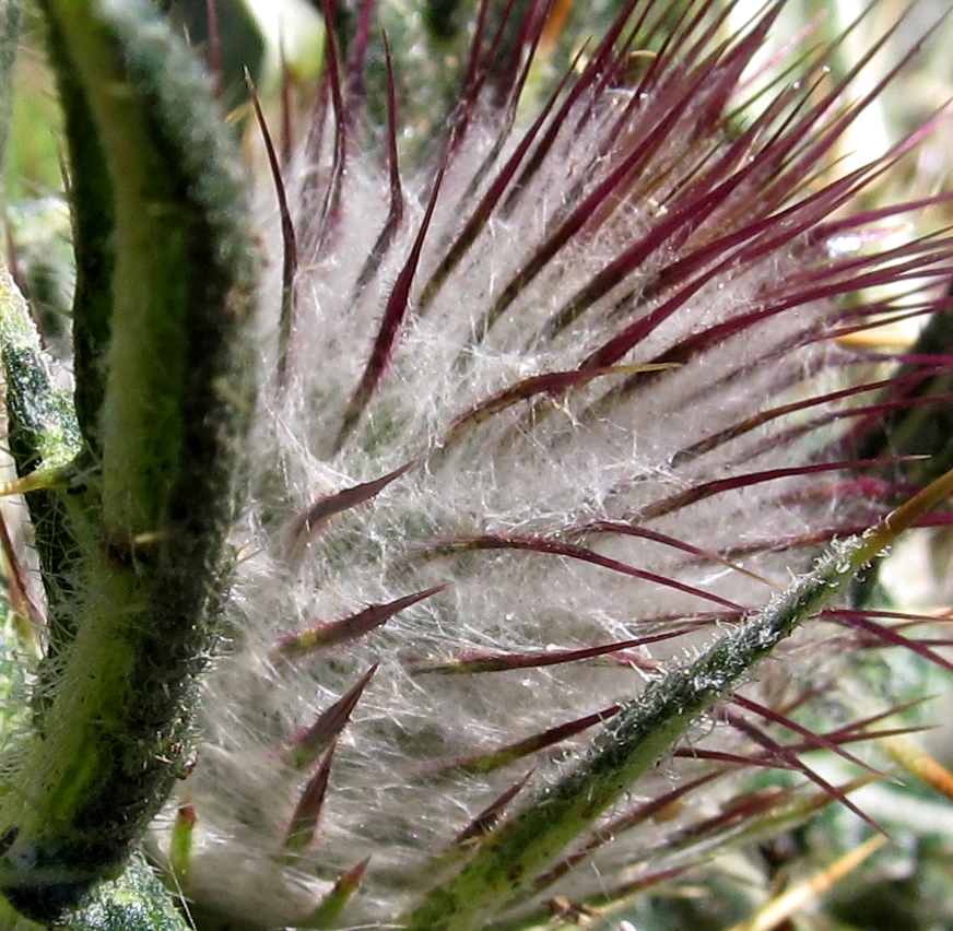 Изображение особи Cirsium richterianum ssp. giraudiasii.