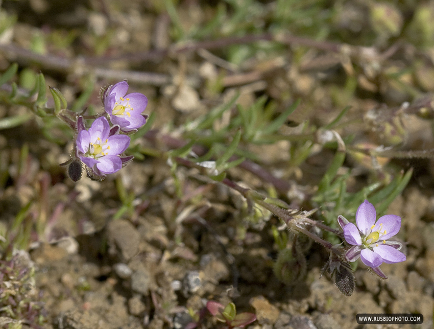 Image of Spergularia rubra specimen.