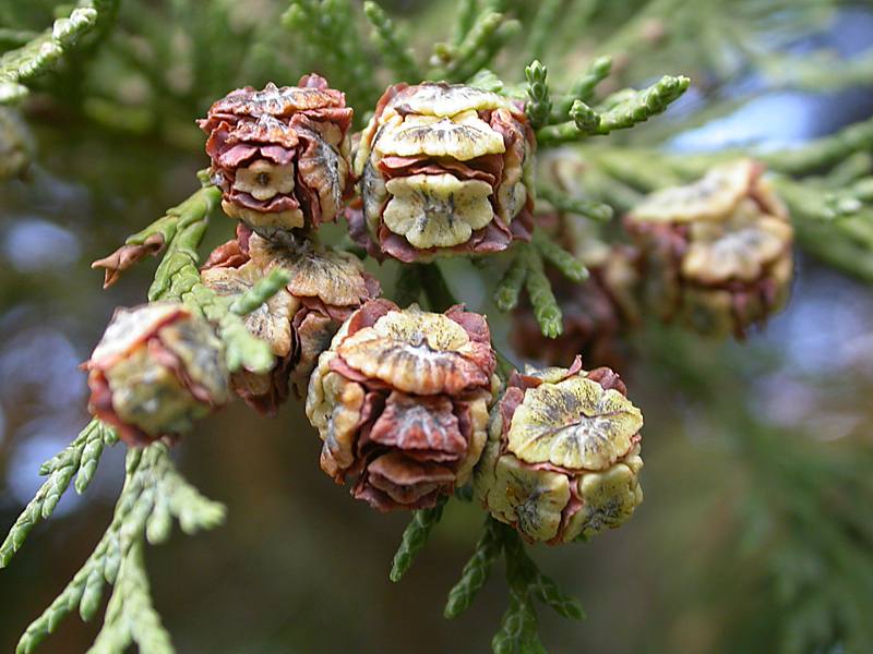 Image of Chamaecyparis lawsoniana specimen.