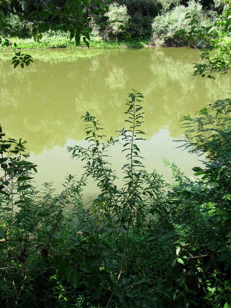 Image of Salix hexandra specimen.