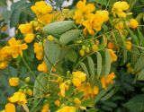 Senna &times; floribunda