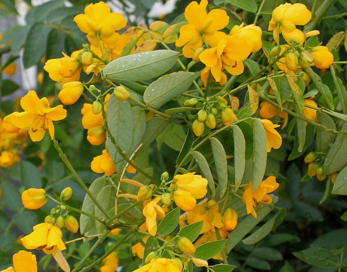 Изображение особи Senna &times; floribunda.