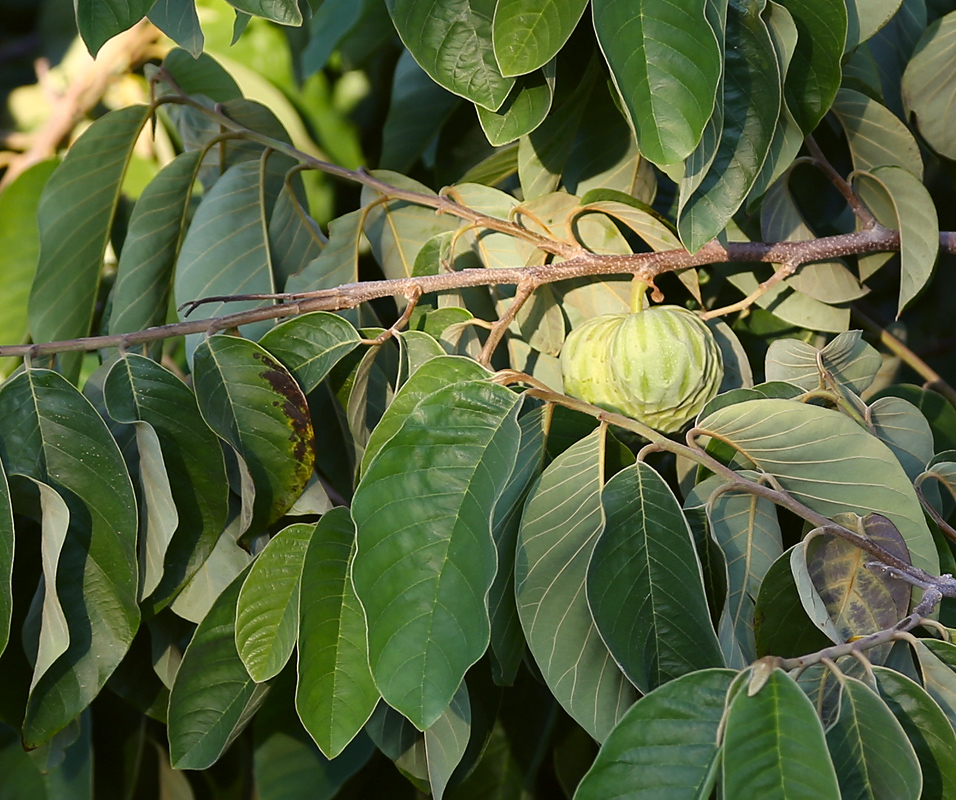 Image of Annona cherimola specimen.